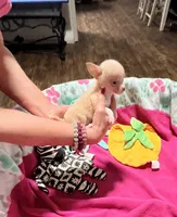 AKC TEACUP , a female Chihuahua for sale in Okmulgee, OK – 6 of 6