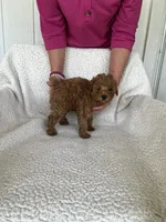 AKC red female 2 , a female Poodle - Toy  for sale in Okmulgee, OK – 7 of 8