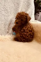 AKC MALE #2 DNA parents, a male Poodle - Toy  for sale in Okmulgee, OK – Photo 3 of 7