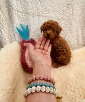 AKC MALE #2 DNA parents, a male Poodle - Toy  for sale in Okmulgee, OK – Photo 4 of 7