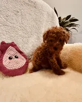 AKC MALE #2 DNA parents, a male Poodle - Toy  for sale in Okmulgee, OK – Photo 5 of 7