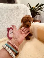 AKC MALE #2 DNA parents, a male Poodle - Toy  for sale in Okmulgee, OK – Photo 2 of 7