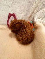 AKC MALE #2 DNA parents, a male Poodle - Toy  for sale in Okmulgee, OK – Photo 6 of 7