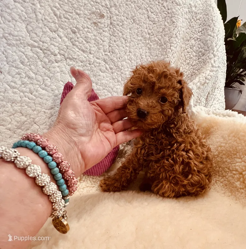 AKC MALE #2 DNA parents