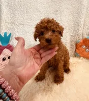 AKC MALE #2 DNA parents, a male Poodle - Toy  for sale in Okmulgee, OK – Photo 7 of 7