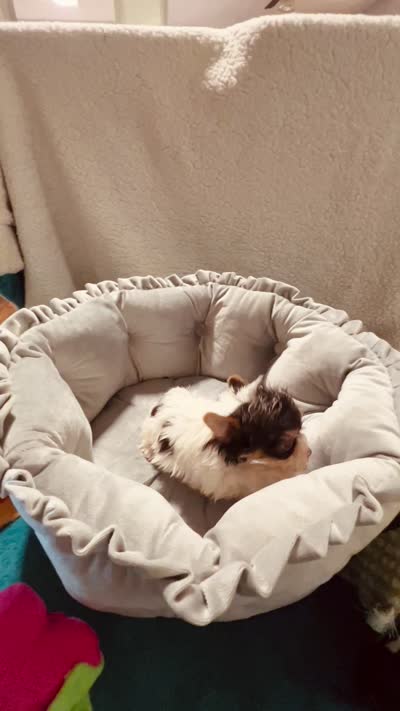 AKC Chocolate Parti , a female Yorkshire Terrier for sale in Okmulgee, OK – 5 of 5