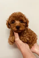 AKC REG IMPORT RED, a male Poodle - Toy  for sale in Okmulgee, OK – 6 of 8