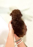 AKC STUNNING CHOCOLATE , a male Poodle - Toy  for sale in Okmulgee, OK – 5 of 7