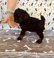 AKC MICKEY, a male Poodle - Toy  for sale in Okmulgee, OK – Photo 4 of 5