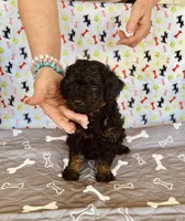 AKC MICKEY, a male Poodle - Toy  for sale in Okmulgee, OK – Photo 5 of 5