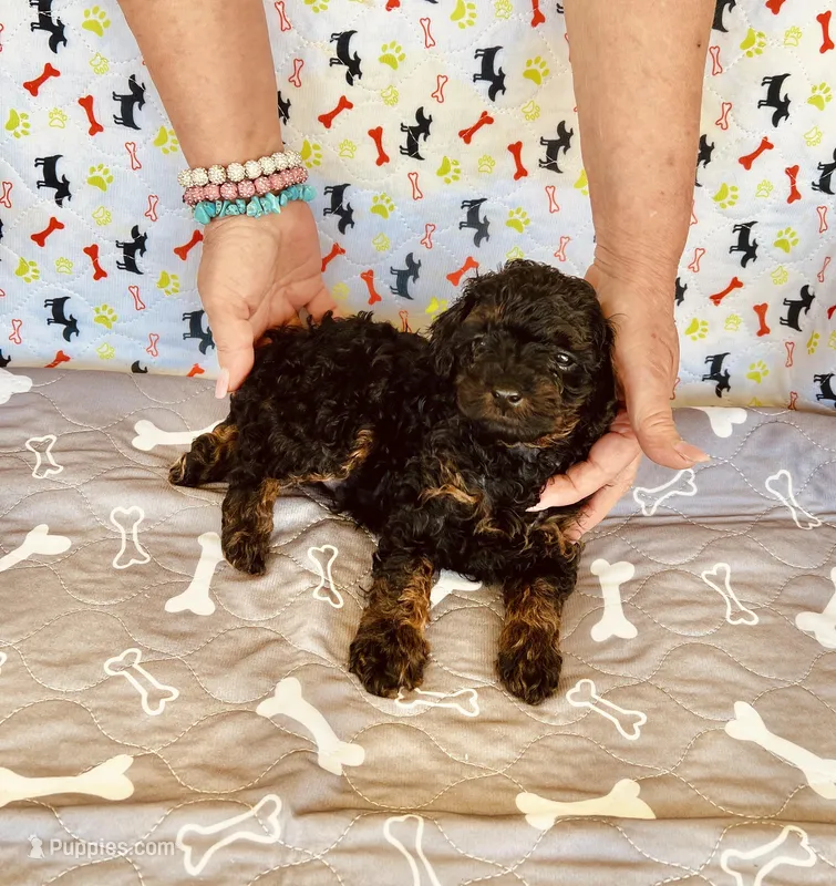 AKC MICKEY – Poodle - Toy  puppy for sale in Okmulgee, OK