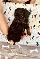 AKC MICKEY, a male Poodle - Toy  for sale in Okmulgee, OK – Photo 3 of 5