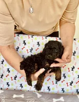 AKC MICKEY, a male Poodle - Toy  for sale in Okmulgee, OK – Photo 2 of 5