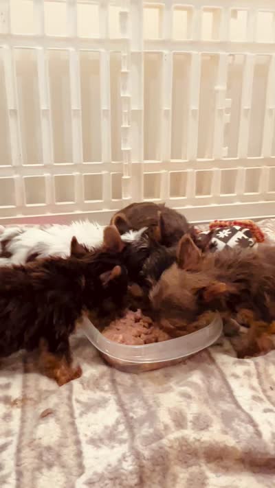 AKC Chocolate boy, a male Yorkshire Terrier for sale in Okmulgee, OK – 7 of 7