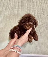 AKC CHOCOLATE DREAMS , a male Poodle - Toy  for sale in Okmulgee, OK – 2 of 5