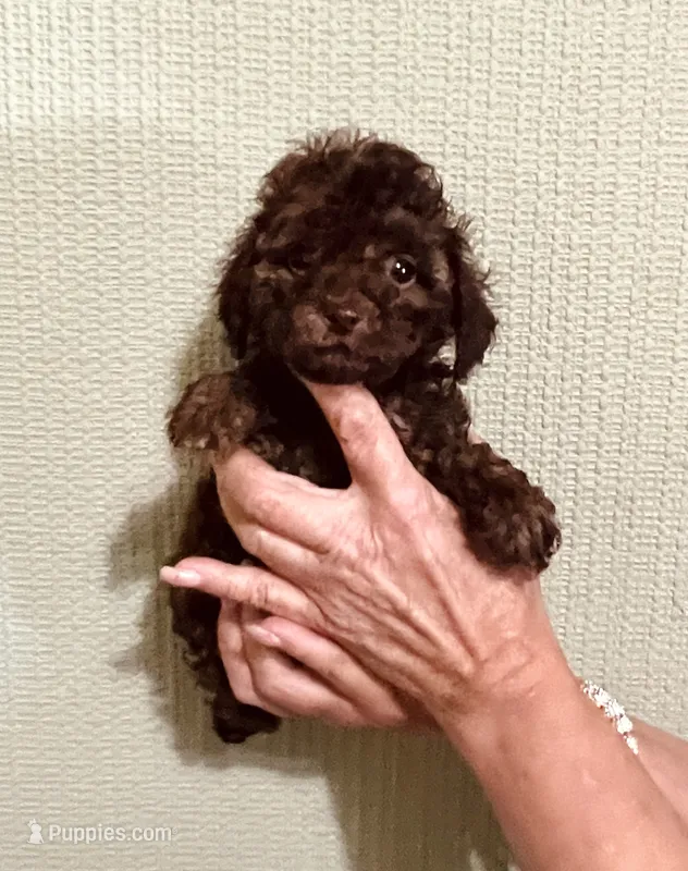 AKC STUNNING CHOCOLATE  – Poodle - Toy  puppy for sale in Okmulgee, OK