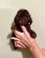 AKC STUNNING CHOCOLATE , a male Poodle - Toy  for sale in Okmulgee, OK – 1 of 7