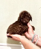 AKC CHOCOLATE DREAMS , a male Poodle - Toy  for sale in Okmulgee, OK – 5 of 5