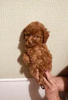 AKC Red Reba pending, a female Poodle - Toy  for sale in Okmulgee, OK – 4 of 9