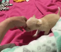AKC TEACUP , a female Chihuahua for sale in Okmulgee, OK – 3 of 6
