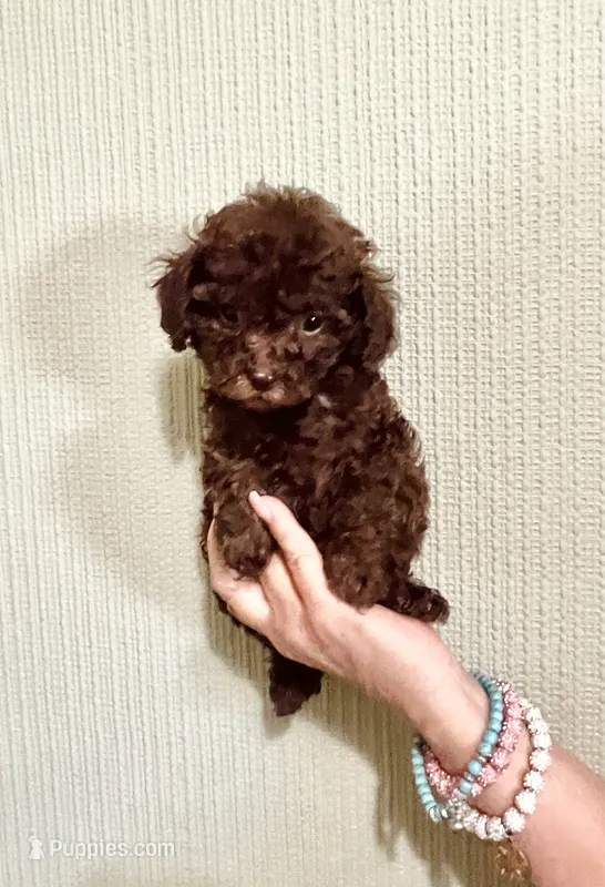 AKC CHOCOLATE DREAMS  – Poodle - Toy  puppy for sale in Okmulgee, OK