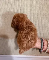 AKC LITTLE RED , a male Poodle - Toy  for sale in Okmulgee, OK – 4 of 7