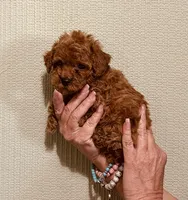 AKC IMPORT BLOODLINE , a male Poodle - Toy  for sale in Okmulgee, OK – 2 of 5