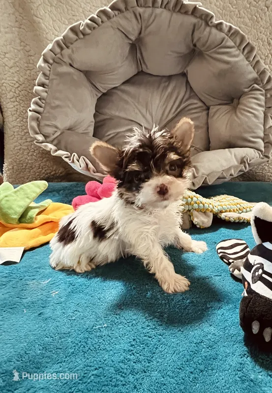 AKC Chocolate Parti  – Yorkshire Terrier puppy for sale in Okmulgee, OK