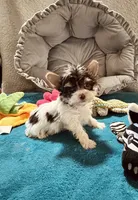 AKC Chocolate Parti , a female Yorkshire Terrier for sale in Okmulgee, OK – 1 of 5