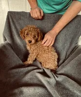 AKC RED South Korea bloodline , a male Poodle - Toy  for sale in Okmulgee, OK – 2 of 4