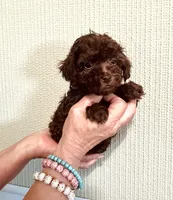AKC STUNNING CHOCOLATE , a male Poodle - Toy  for sale in Okmulgee, OK – 7 of 7