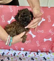 AKC AGOUTI COLOR FEMALE , a female Poodle - Toy  for sale in Okmulgee, OK – 3 of 5