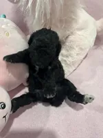 Evelynn, a female Poodle - Miniature  for sale in Sacramento, CA – Photo 1 of 3