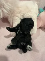 Evelynn, a female Poodle - Miniature  for sale in Sacramento, CA – Photo 3 of 3