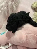 Evelynn, a female Poodle - Miniature  for sale in Sacramento, CA – Photo 2 of 3