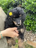 Sawyer, a male Poodle - Miniature  for sale in Sacramento, CA – 7 of 8