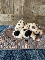 Bougie, a male Miniature Schnauzer and Poodle - Miniature  for sale in Sacramento, CA – 2 of 2