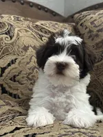 Bougie, a male Miniature Schnauzer and Poodle - Miniature  for sale in Granbury, TX – 3 of 9