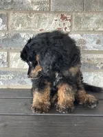 Sawyer, a male Poodle - Miniature  for sale in Sacramento, CA – 5 of 8