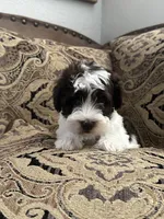 Bougie, a male Miniature Schnauzer and Poodle - Miniature  for sale in Granbury, TX – 5 of 9