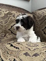 Bougie, a male Miniature Schnauzer and Poodle - Miniature  for sale in Granbury, TX – 4 of 9