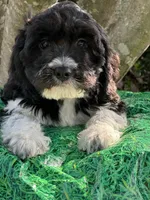 Trey, a male Miniature Goldendoodle for sale in Sacramento, CA – 5 of 5