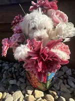 Tiara, a female Miniature Schnauzer and Poodle - Miniature  for sale in Granbury, TX – 6 of 8