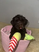 Godiva, a female Miniature Schnauzer and Poodle - Miniature  for sale in Granbury, TX – 5 of 6