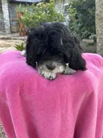 ROSALEY , a female Miniature Goldendoodle for sale in Sacramento, CA – 6 of 6