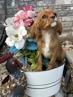 processed/84912a99-4819-417f-b06e-b263b7938403/listing/29d2d7f6-8872-483b-9bba-6bd5779e9761/7796a2a6-0840-46f1-bcf2-b44ce23e980d