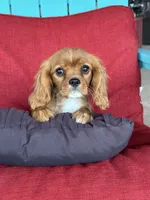 processed/84912a99-4819-417f-b06e-b263b7938403/listing/29d2d7f6-8872-483b-9bba-6bd5779e9761/9a6a22f6-8469-4f46-9dec-9759ee5a96ec