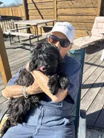 Oliver training, a male Miniature Goldendoodle for sale in Sacramento, CA – Photo 3 of 8