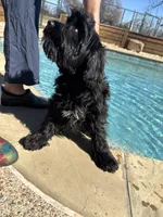 Oliver training, a male Miniature Goldendoodle for sale in Sacramento, CA – Photo 1 of 8
