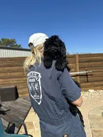 Oliver training, a male Miniature Goldendoodle for sale in Sacramento, CA – Photo 2 of 8